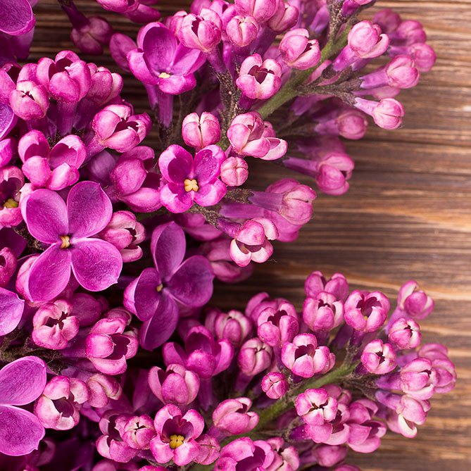 Lilac Oil — Sun's Eye bottle