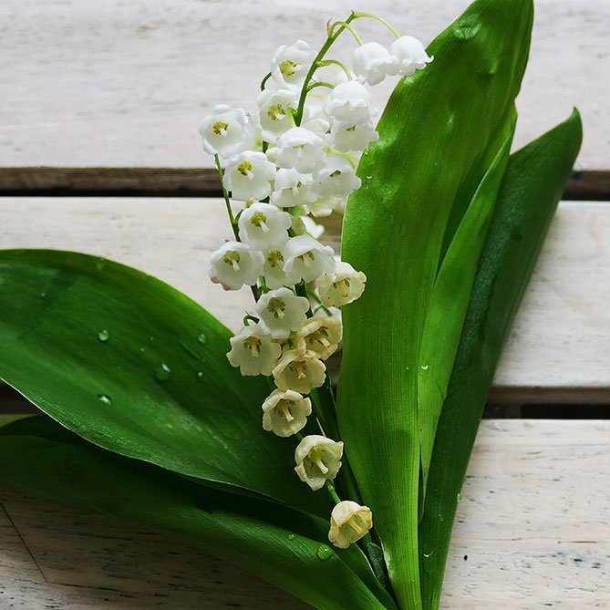 Lily of the Valley Oil — Sun&