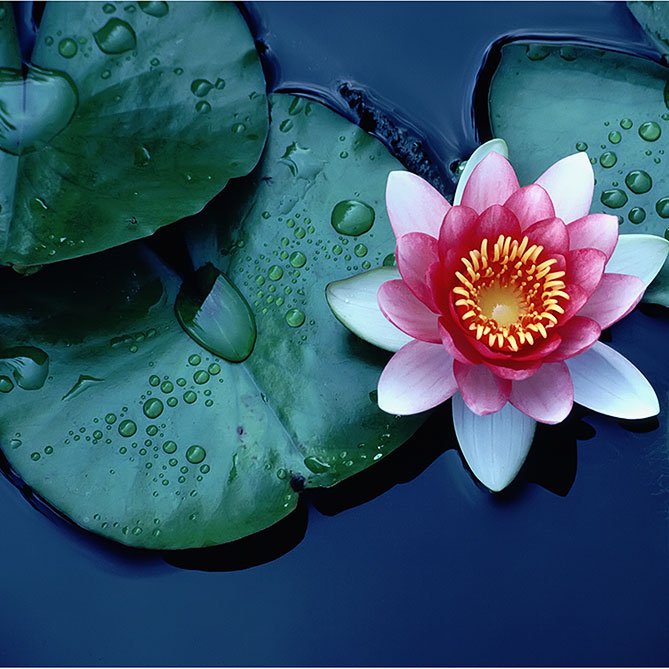 Lotus Oil — Sun's Eye bottle