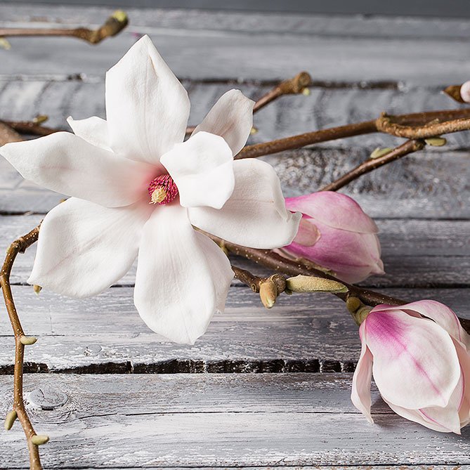 Magnolia Oil — Sun's Eye bottle