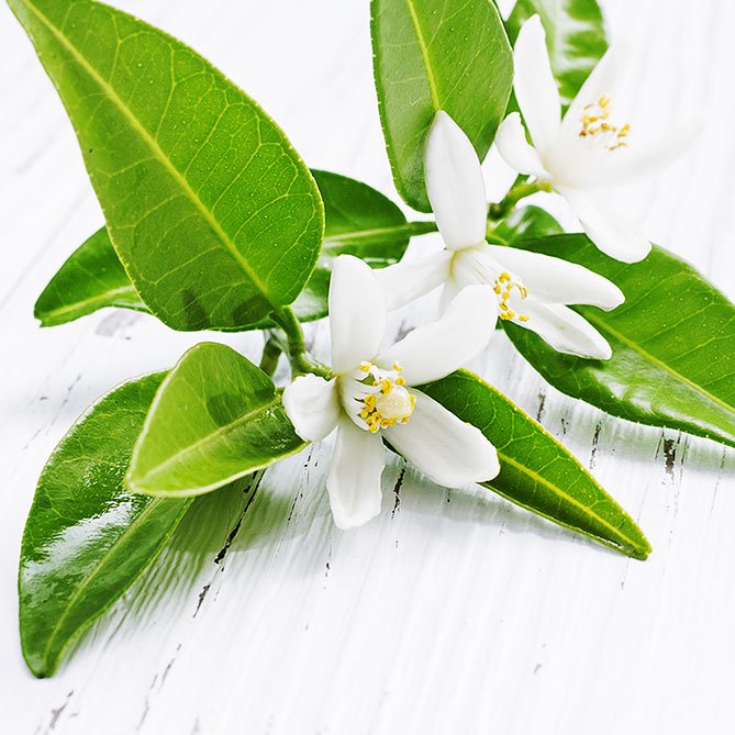 Neroli Oil — Sun's Eye bottle