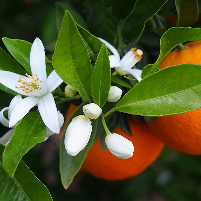 Orange Blossom Oil — Sun's Eye bottle
