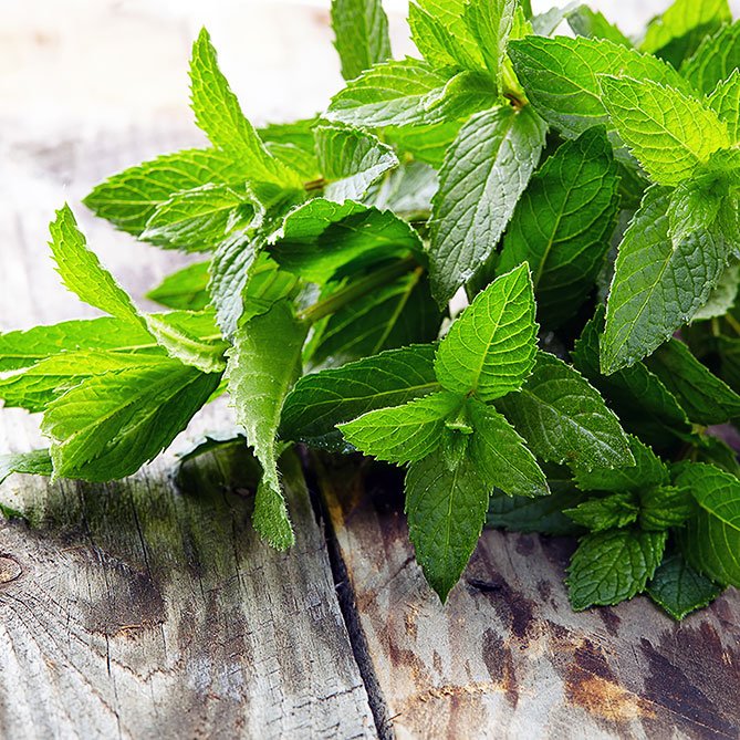 Peppermint Oil — Sun's Eye bottle