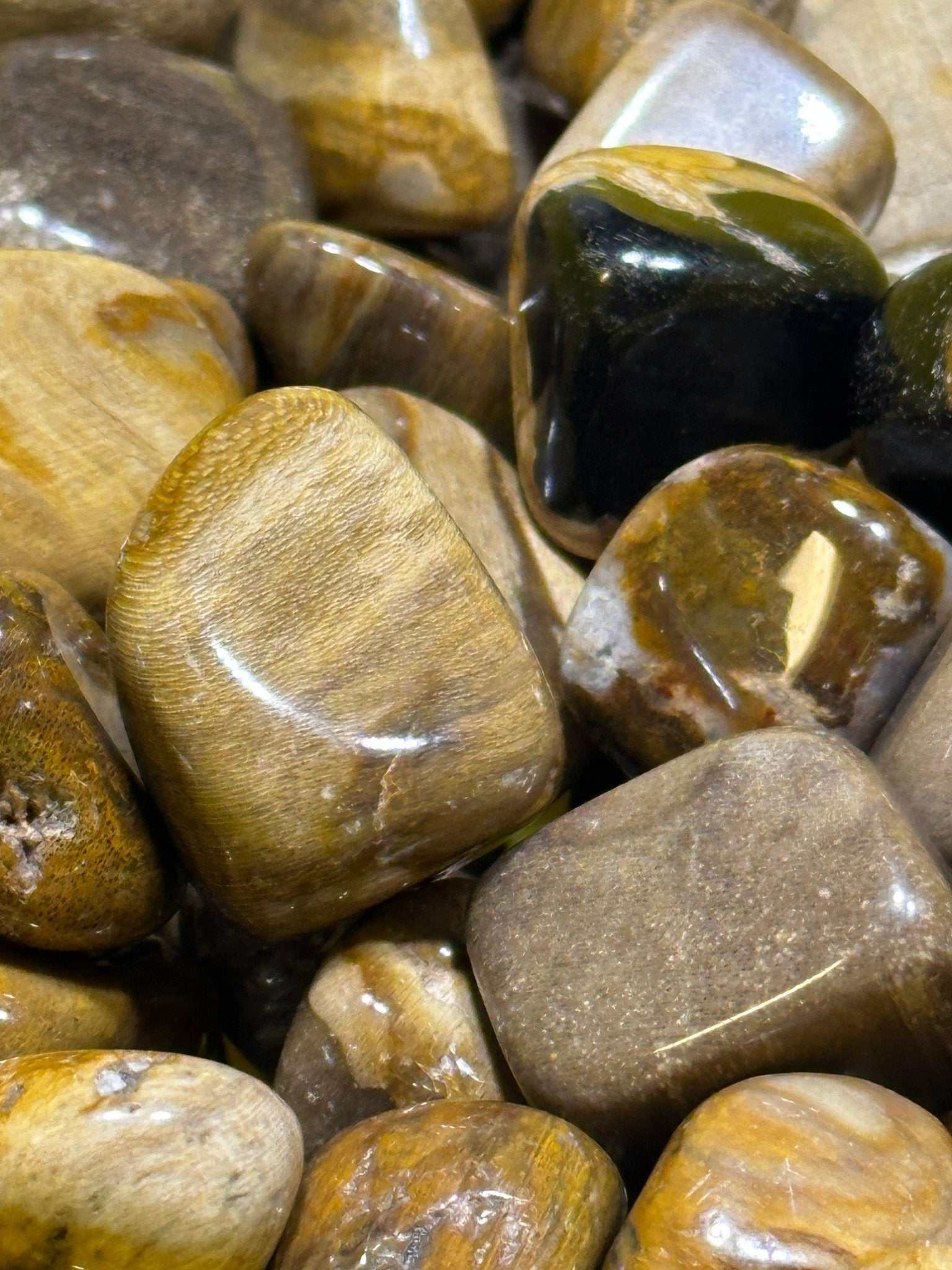 Petrified Wood Tumbled Stone - Sacred Crystals Tumbled Stones