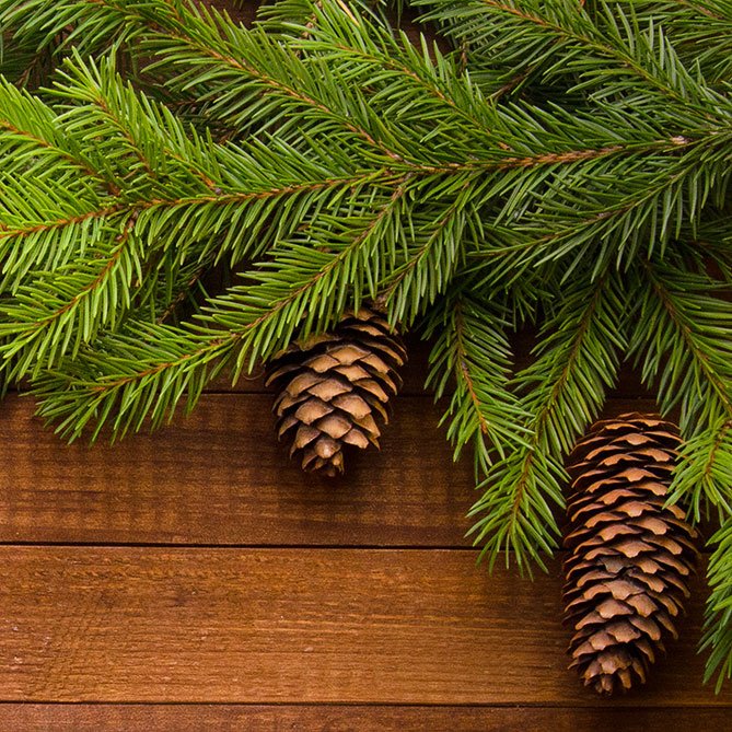 Pine Oil — Sun&