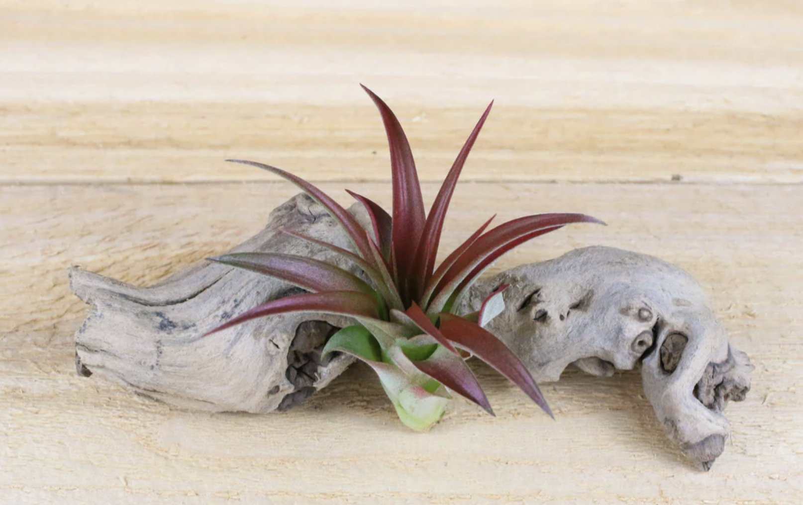 Red Abdita Air Plant - Sacred Crystals