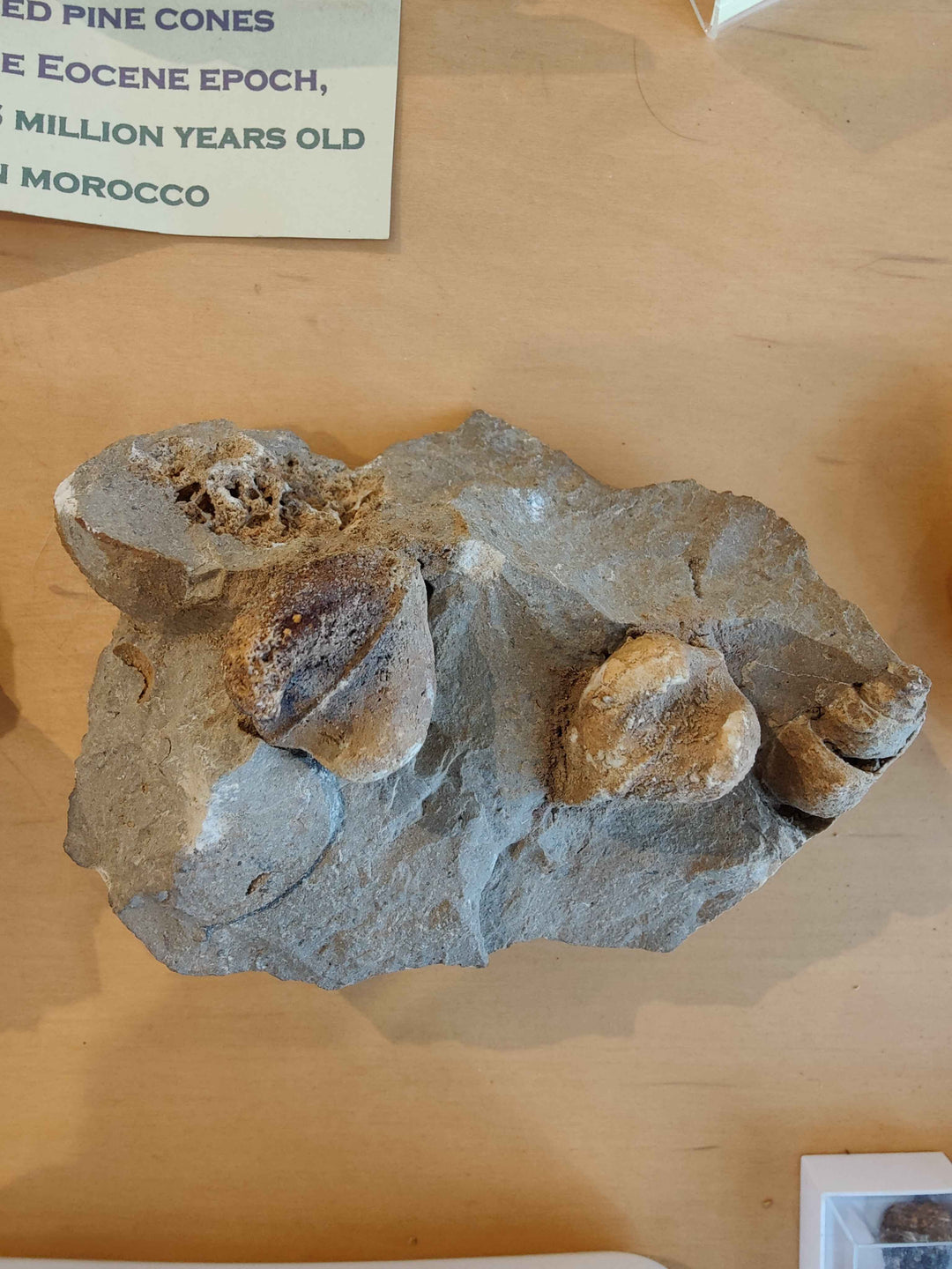 Rough Gastropod Large