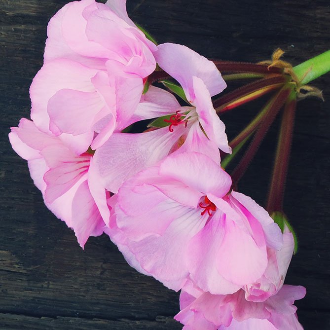 Rose Geranium Oil — Sun's Eye bottle