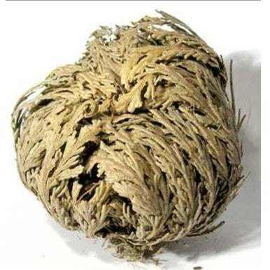 Rose of Jericho - The Immortal Plant - Sacred Crystals Ritual Plants