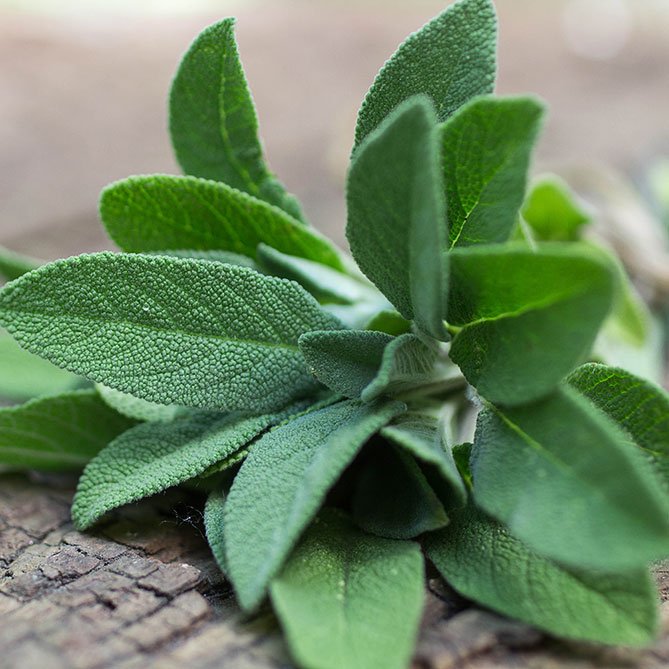 Sage Oil — Sun&