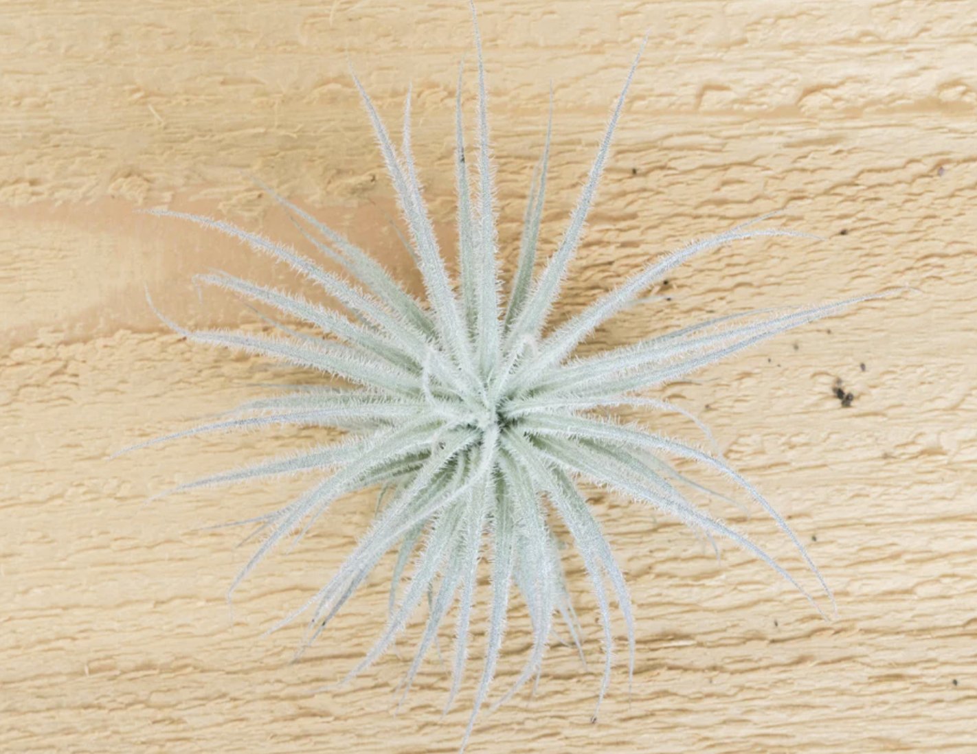 Small Tecorum Air Plant - Sacred Crystals