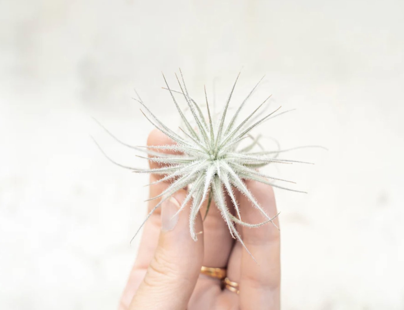 Small Tecorum Air Plant - Sacred Crystals