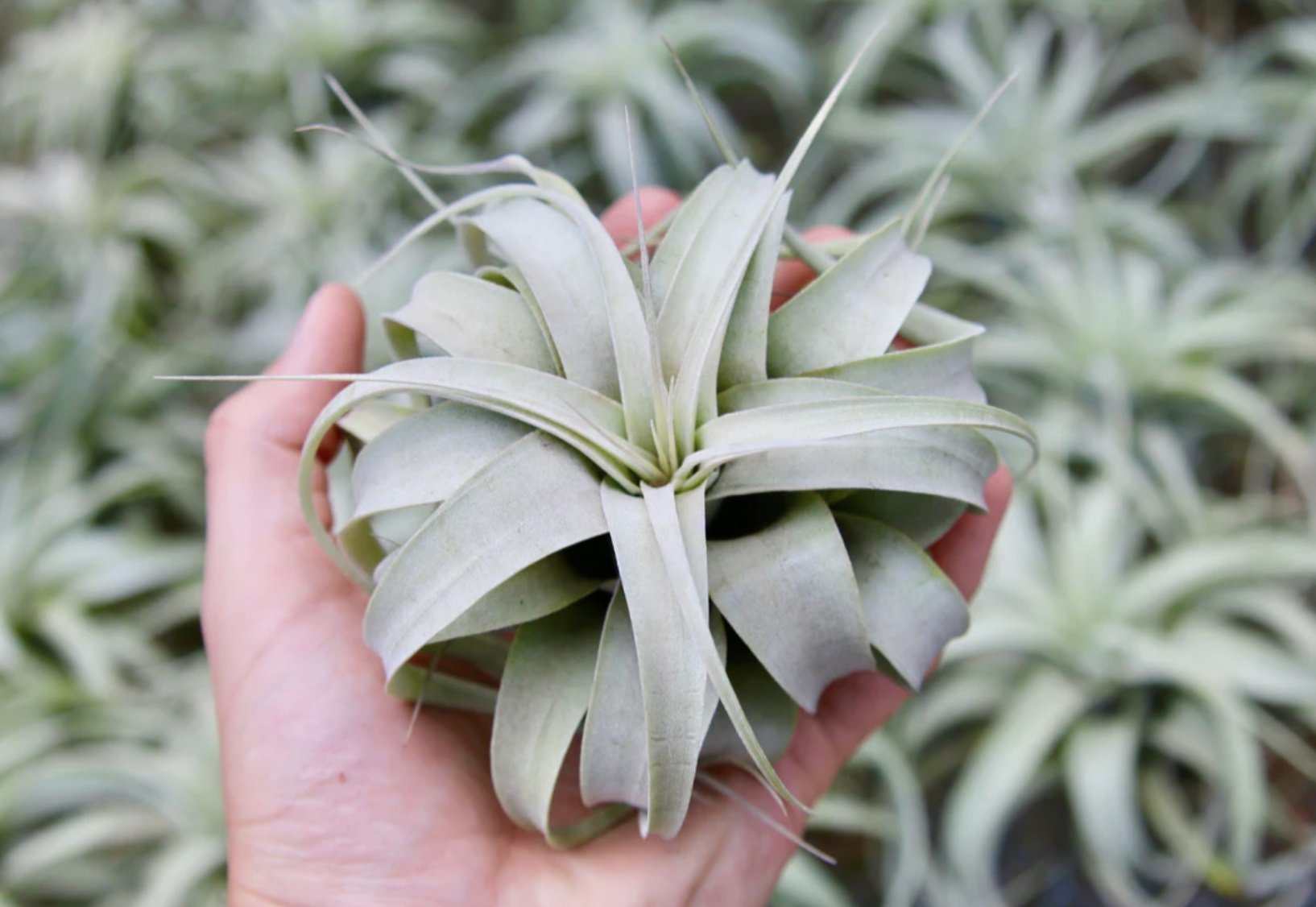 Small Tillandsia Xerographica Air Plant - Sacred Crystals