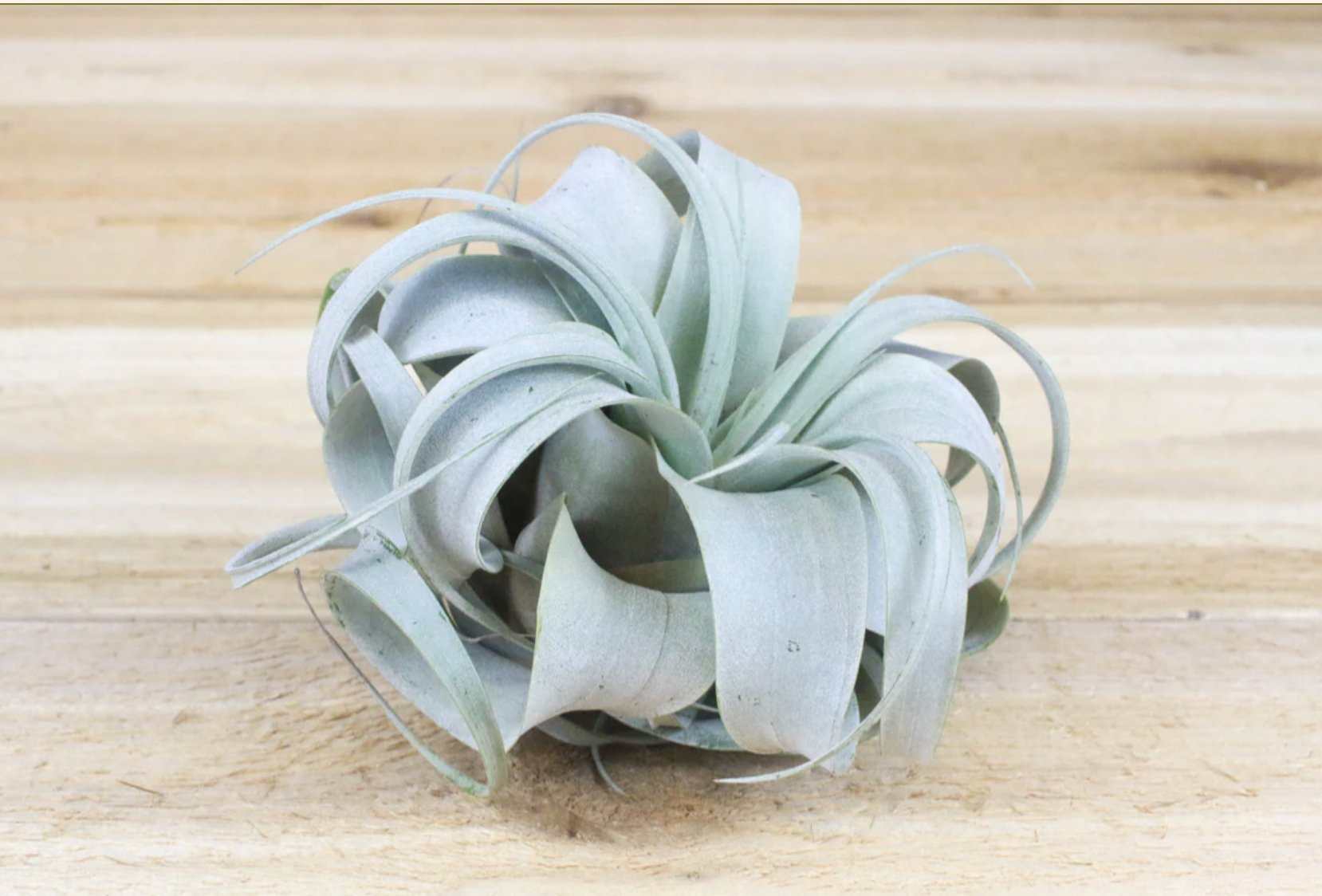 Small Tillandsia Xerographica Air Plant - Sacred Crystals