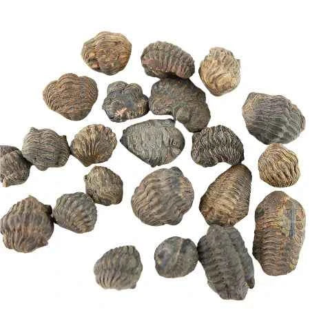 Trilobite Fossil $3.00