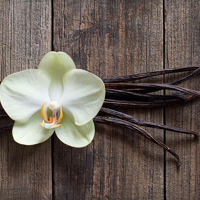 Vanilla Oil — Sun&