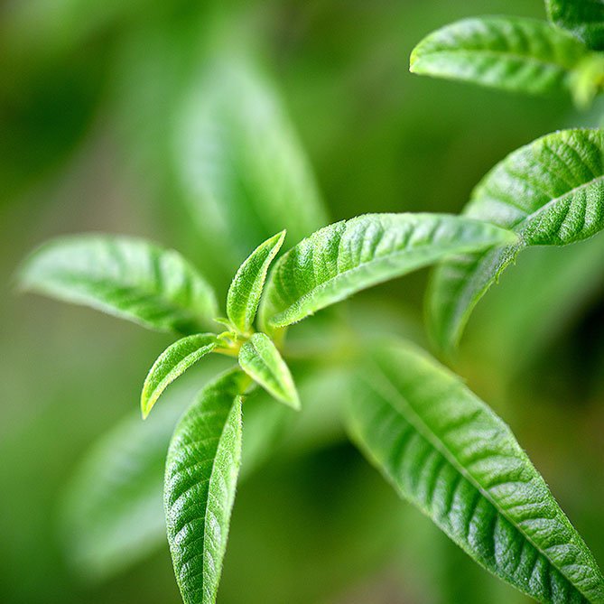 Verbena Oil — Sun&