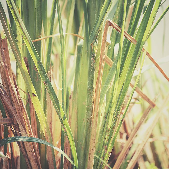 Vetivert Oil — Sun's Eye bottle