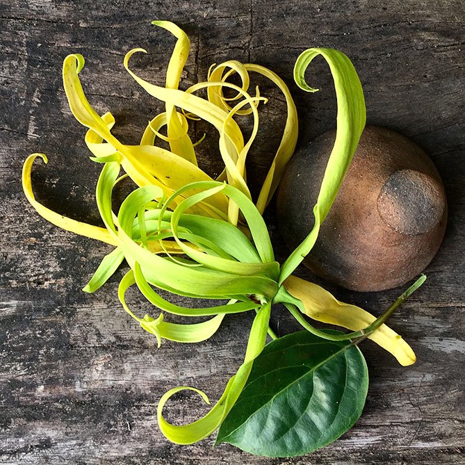 Ylang-Ylang Oil — Sun&