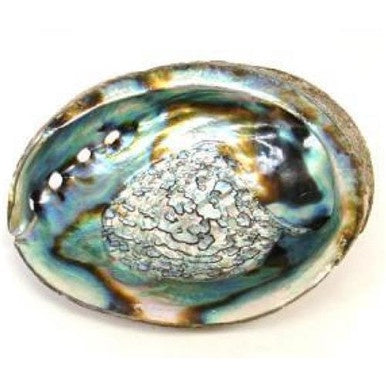 Abalone Shell 5-6" L (Shell only)